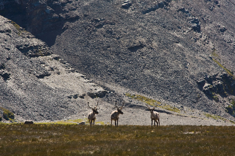 Reindeer